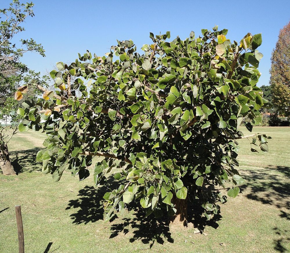 Coast coral tree (Erythrina caffra), KZN Botanical Garden, Pietermaritzburg