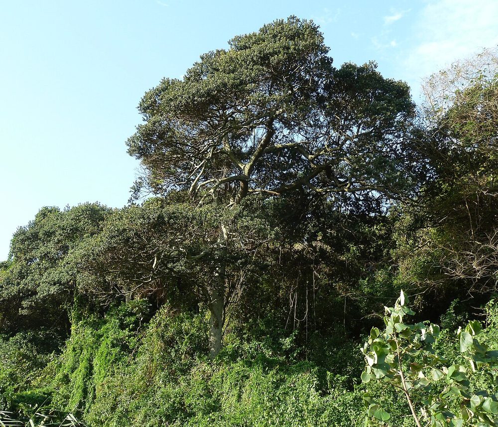 Coastal red milkwood (Mimusops caffra), Umhlanga Lagoon Nature Reserve