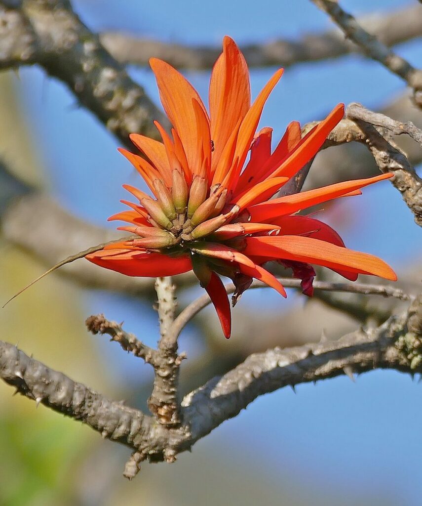 Coral tree (Erythrina lysistemon), Ithala Game Reserve, KZN