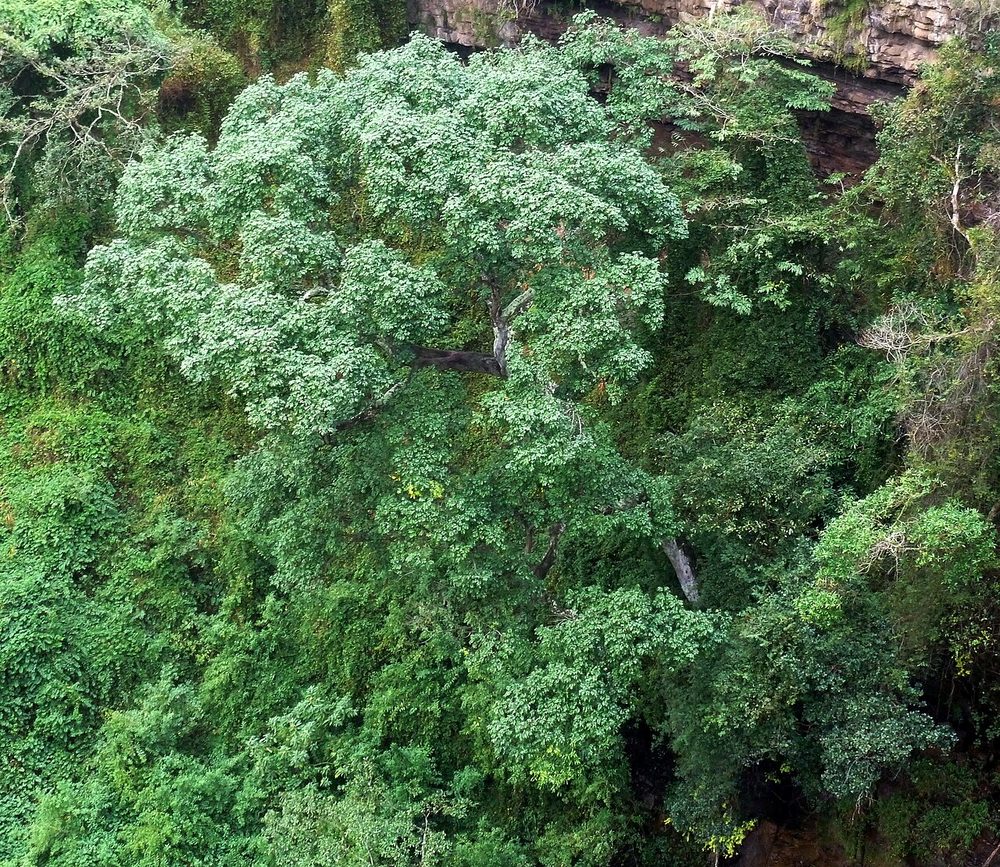 A forest mahogany (Trichilia dregeana) in Krantzkloof Nature Reserve, Kloof