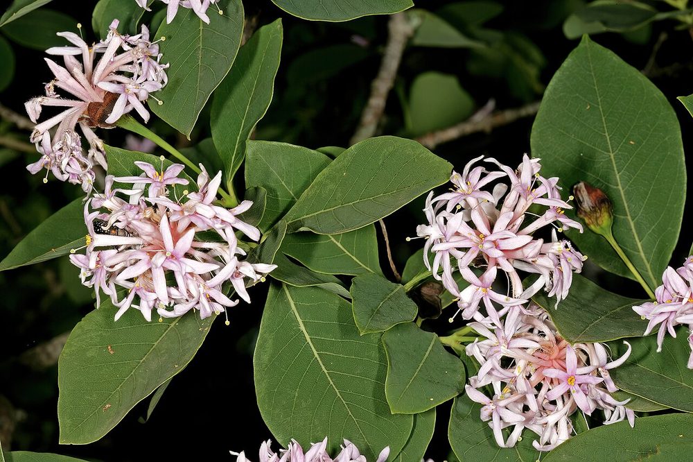 Pompon tree (Dais cotinifolia), Oribi Gorge, KZN